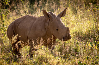 South Africa - 8-day Kwazulu Natal Off The Beaten Track Safari - Private self-drive