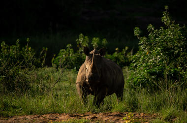 South Africa - 4-day Hluhluwe Safari with Biyela Lodge -  Private accommodated