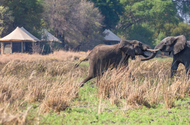 Zambia - 4-day Kafue Safari at Musekese Camp - Private accommodated