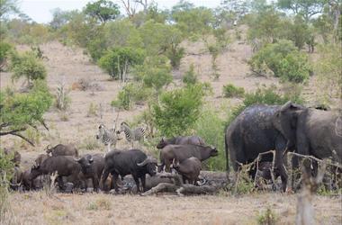 South Africa - 4-day Manyeleti Safari with Buffelshoek - Private accommodated