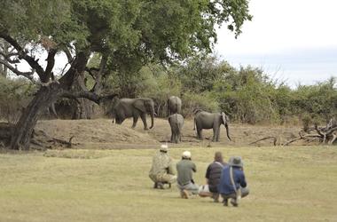 Zambia - 9-day South Luangwa & Lower Zambezi Luxury Safari - Tailored Driven