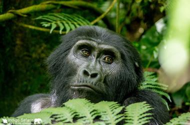 Rwanda & Uganda - 9-day Low-Key Pearl of Africa Safari - Tailored Driven