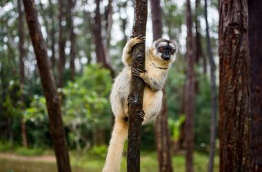 Madagascar - 9-day Rainforests to Waterways - Tailored Driven