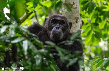 Rwanda & Uganda - 9-day Classic Pearl of Africa Safari - Private Accommodated