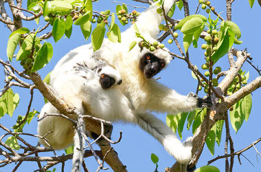 Madagascar- 10-day Sifaka, Spiny Forest and Tsingy Adventure - Private Fly -In 