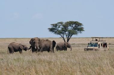 Tanzania - 8-day Northern Tanzania Deluxe Safari - Private accommodated