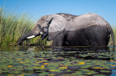 Botswana & Zimbabwe - 7-day Okavango, Chobe & Victoria Falls Safari - Tailored Fly-in