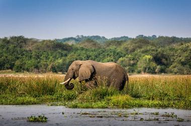 Uganda - 11-day Highlights of Uganda - Group Accommodated