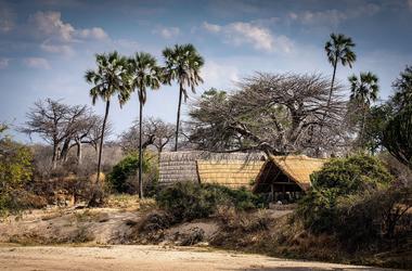 Tanzania - 4-day Ruaha Safari with Mwagusi Safari Camp - Private Fly-in