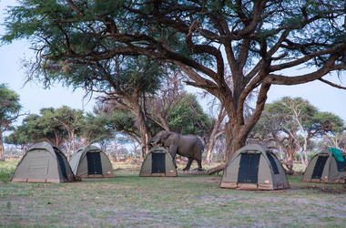 Botswana - 8-day Buffalo Safari - Group camping