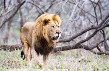 South Africa - 4-day Greater Kruger Safari with Tremisana & Marc's Treehouse - Group accommodated